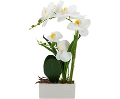 Home4You Orchidėja GREENLAND H41cm baltas vazonas, baltos gėlės