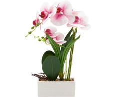 Home4You Orchidėja „GREENLAND“ H41 cm, baltame vazonėlyje, šviesiai rožinė gėlė