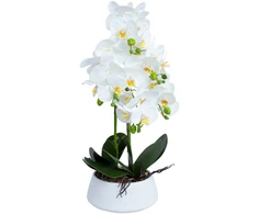 Home4You Orchidėja IN GARDEN H68cm baltas vazonas