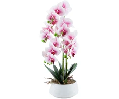 Home4You Orchidėja GREENLAND H68cm baltas vazonas, šviesiai rožinės gėlės