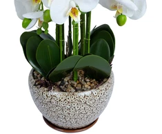Home4You Orchidėja SODE H72cm pilkas vazonas
