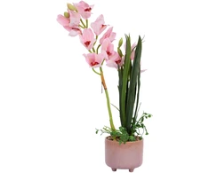 Home4You Rožinė Orchidėja GARDEN QUEEN H70cm, šviesiai rožinė