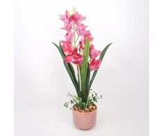 Home4You Dark Orchidėja GARDEN QUEEN H70cm, tamsiai rožinė