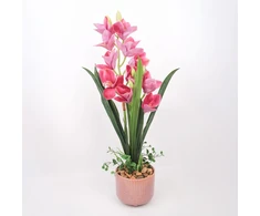 Home4You Dark Orchidėja GARDEN QUEEN H70cm, tamsiai rožinė