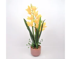 Home4You Orchidėja GARDEN QUEEN H70cm, geltona