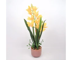 Home4You Orchidėja GARDEN QUEEN H70cm, geltona