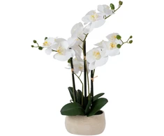 Home4you Balta orchidėja IN GARDEN, H55cm