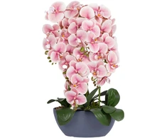 Home4You Rožinė Orchidėja GARDEN QUEEN A64cm, šviesiai rožinė