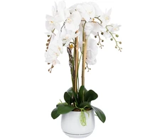 Home4You Orchidėja „GARDEN QUEEN“, aukštis 68 cm, balta