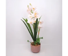 Home4You Orchidėja GARDEN QUEEN H70cm, balta