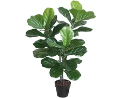 Home4You Žalias augalas FIDDLE LEAF, aukštis 100 cm, 2 stiebai, juodas vazonas