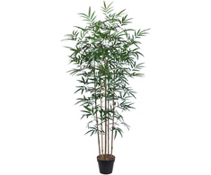 Home4You Žalias augalas BAMBOO, aukštis 150 cm