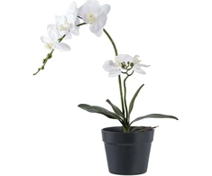 House Nordic Augalas, Orchid, žalia / balta