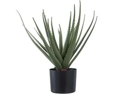 House Nordic Dirbtinis augalas, Aloe Vera, A: 51 cm, Žalias