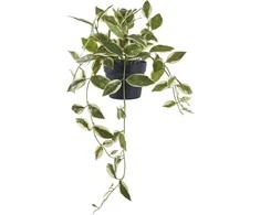 House Nordic Dirbtinis augalas, Hoya Carnosa, 33 cm, Žalias