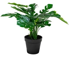 House Nordic Dirbtinis augalas, Monstera, A: 45 cm, Žalias