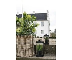 House Nordic Dirbtinis augalas, Skimija medis, 75 cm, Žalias.