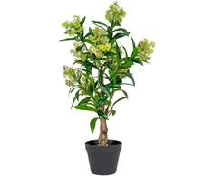 House Nordic Augalas, Skimmia, žalia spalvos