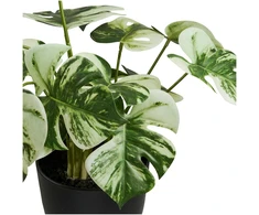 House Nordic Monstera