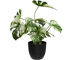 House Nordic Monstera