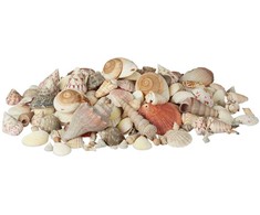 Kodustaar Jūros ir sraigių kriauklių mišinys 2kg