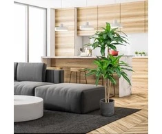 Promotions Dirbtinė dracena, 140 cm, žalia