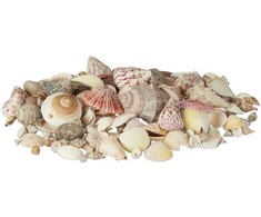 Kodustaar Jūros ir sraigių kriauklių mišinys 1kg
