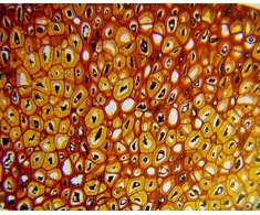 Deltaoptical Mikroskopas Biolight 100 Baltas