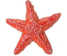 Papo Kolekcijos Figūra Žvaigždė - Dydis 7 cm x 2 cm x 6.7 cm
