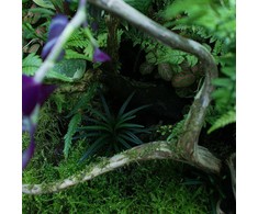 „Yokuchi Hohi Caps Terarium“ trąšų kapsulės - 10 vnt.