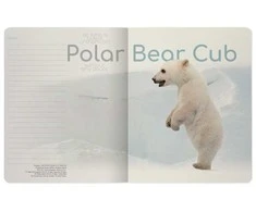 Sąsiuvinis Bruno Visconti A5, Polar Bear Cub, 5x5 langeliais, 48 lapų