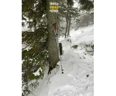 Žygio lazdos Reguliuojamos 5 dalių ACRA kamštinė rankena 115-135 cm
