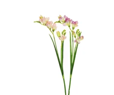 None Nežinomas Dirbtinė gėlė, frezija, rausva sp./violetinė sp., 59 cm