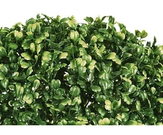 Artificial plant Atmosphera Buxus. žalias. 38 cm x 38 cm