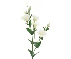 Emivela Dirbtinė eustoma 85cm balta