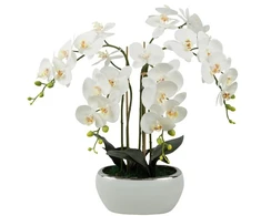 Emivela Dirbtinė orchidėja vazone 70cm/5 šakelės