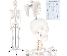 Human Skeleton - 170cm Glimz