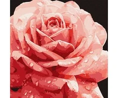 Ideyka Painting by numbers 40 x 40 cm KHO3236 Perfect Rose AP0095