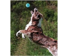 Outward Hound teniso kamuoliukai šunims, 6.35 cm, 4 vnt