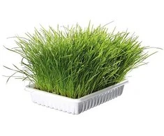 TRIXIE Minkšta žolė, dubenėlyje apie 100 g