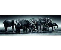 Clementoni Dėlionė 1000 vnt. - Drambliai