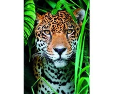 Clementoni Dėlionė 500 vnt. - Jaguaras džiunglėse