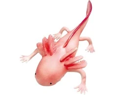 Rappa Axolotl 19 cm