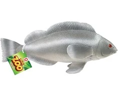 Rappa tropinės žuvys, 24–36 cm