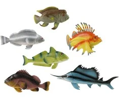 Rappa tropinės žuvys, 24–36 cm