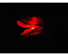 Jokomisiada Interaktyvus valdomas dinozauras T-Rex