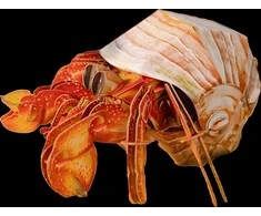 MAKEBUG 3D popierinė delionė Krabas atsiskyrėlis, MB-B-0008
