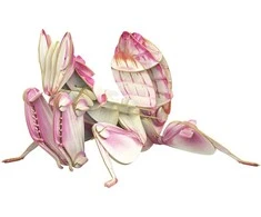 MAKEBUG 3D popierinė delionė Orchidėjinis maldininkas, MB-B-0003