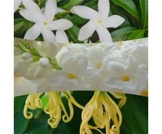 Woodwick Solar Orchid
