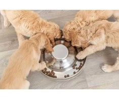 TRIXIE Junior Puppy dubenėlis, 1.4 l/29 cm